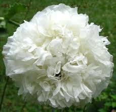 Image result for Papaver somniferum White Cloud