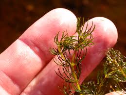 Attēlu rezultāti vaicājumam “Ceratophyllaceae”