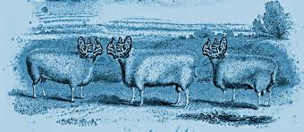 Image result for sheeple