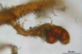 Attēlu rezultāti vaicājumam “Dicranella staphylina macro”