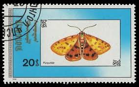 Attēlu rezultāti vaicājumam “Rhyparia purpurata”