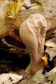 Attēlu rezultāti vaicājumam “Clavariadelphus pistillaris”