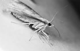 Attēlu rezultāti vaicājumam “Ostrinia nubilalis”