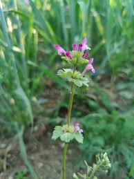 Attēlu rezultāti vaicājumam “Lamium amplexicaule flower”