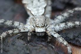 Attēlu rezultāti vaicājumam “Philodromus margaritatus”