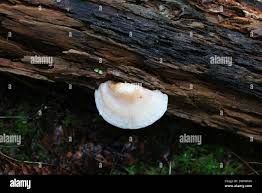 Attēlu rezultāti vaicājumam “Postia fragilis”