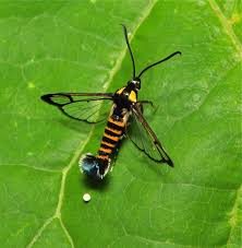 Attēlu rezultāti vaicājumam “Sesiidae”