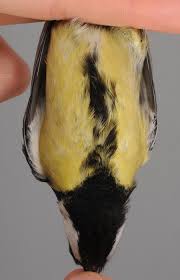 Attēlu rezultāti vaicājumam “Parus major female”