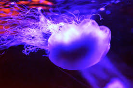 Image result for Cyanea capillata