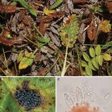 Attēlu rezultāti vaicājumam “Diderma crustaceum”