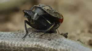 Attēlu rezultāti vaicājumam “Oiceoptoma thoracicum”