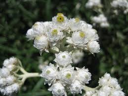 Attēlu rezultāti vaicājumam “Anaphalis margaritacea leaf”
