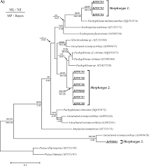Attēlu rezultāti vaicājumam “Pachyphloeus melanoxanthus”