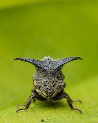 Attēlu rezultāti vaicājumam “Centrotus cornutus”