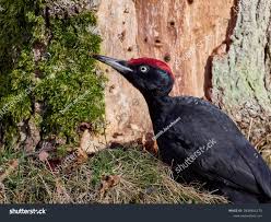 Attēlu rezultāti vaicājumam “Dryocopus martius”