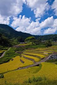 Image result for tanada