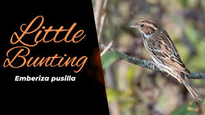 Image result for Emberiza pusilla