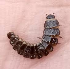 Attēlu rezultāti vaicājumam “Lygistopterus sanguineus larva”