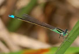 Attēlu rezultāti vaicājumam “Coenagrionidae”