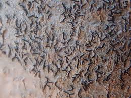 Attēlu rezultāti vaicājumam “Graphis scripta”