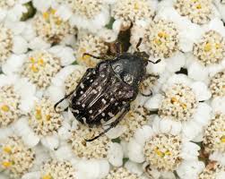 Attēlu rezultāti vaicājumam “Oxythyrea funesta”