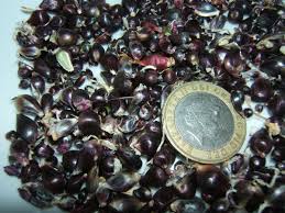 Attēlu rezultāti vaicājumam “Allium scorodoprasum fruit”