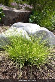 Attēlu rezultāti vaicājumam “Hemitrichia karstenii sessile”