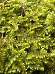 Attēlu rezultāti vaicājumam “Hypnum jutlandicum”