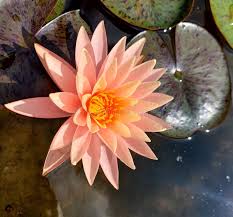 Attēlu rezultāti vaicājumam “Nymphaeaceae”