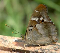 Attēlu rezultāti vaicājumam “Apatura ilia underside”