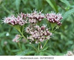 Image result for Eupatorium cannabinum