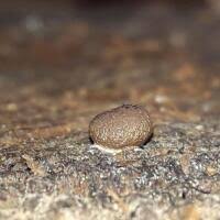 Attēlu rezultāti vaicājumam “Reticularia jurana”