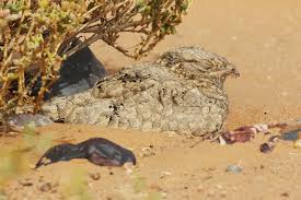 Image result for Caprimulgus aegyptius