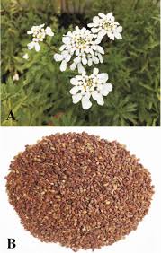 Image result for Iberis amara