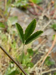 Attēlu rezultāti vaicājumam “Melilotus wolgicus”