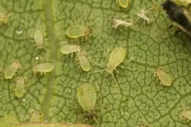 Attēlu rezultāti vaicājumam “Chaitophorus populeti”