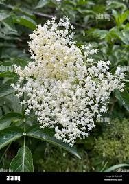 Attēlu rezultāti vaicājumam “Sambucus nigra flower”