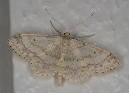 Attēlu rezultāti vaicājumam “Idaea biselata”