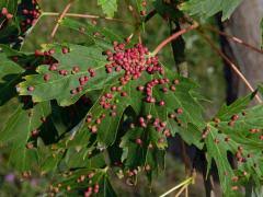 Attēlu rezultāti vaicājumam “Vasates quadripedes”