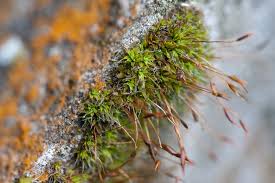 Attēlu rezultāti vaicājumam “Tortula muralis sporophyte”