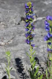 Attēlu rezultāti vaicājumam “Echium vulgare”