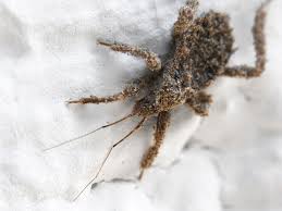 Attēlu rezultāti vaicājumam “Reduvius personatus”