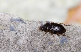 Attēlu rezultāti vaicājumam “Harpalus sp.”