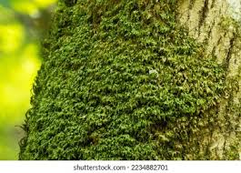 Attēlu rezultāti vaicājumam “Homalia trichomanoides”