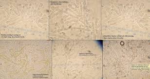 Attēlu rezultāti vaicājumam “Ceriporia viridans”