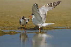 Attēlu rezultāti vaicājumam “Sterna hirundo”