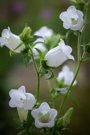 Image result for Campanula medium