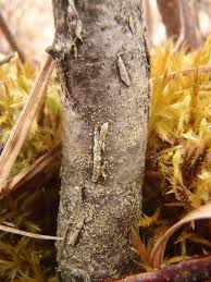 Attēlu rezultāti vaicājumam “Biatora sphaeroides”