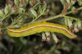 Attēlu rezultāti vaicājumam “Eucarta virgo”