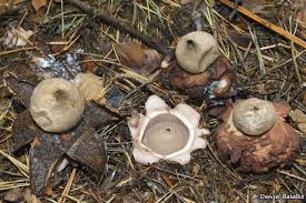 Attēlu rezultāti vaicājumam “Geastrum rufescens”